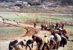 1978년 새마을 운동 마을진입로 공동작업6