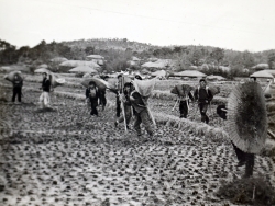 객토작업(1966년)