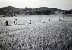 공동방제(1970년대)