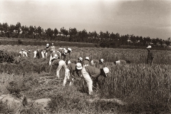 보리베기(1970년대)