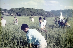 덕진면 농경지 잡초제거(1977년)