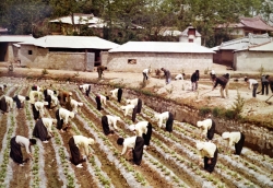 신북면 금수1리 연초 비배관리(1972년)